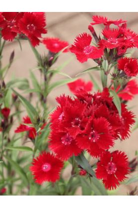 Sweet William Rockin Red - Dianthus