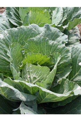 Tender Gold Cabbage