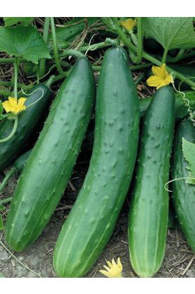 Tendergreen Burpless Cucumbers