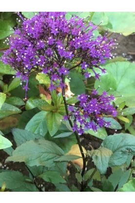 Trachelium Lake Michigan Violet Seeds - Throatwort