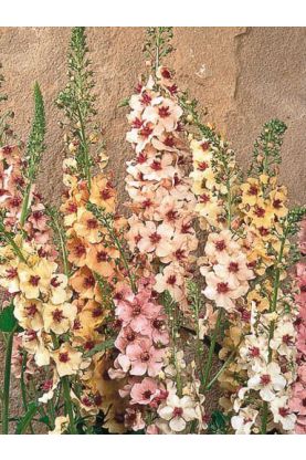 Verbascum Southern Charm PL Seeds