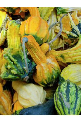 Winged Gourd Mix