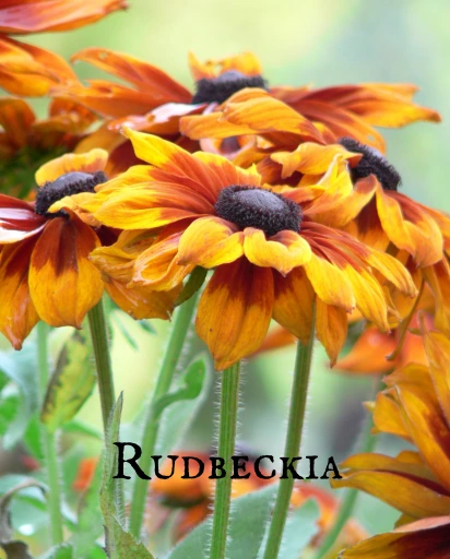 Perennial Rudbeckia